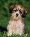 Килимок PODMYSHKU кучеряве щеня – купити в інтернет-магазині KTC: ціни,  відгуки, характеристики